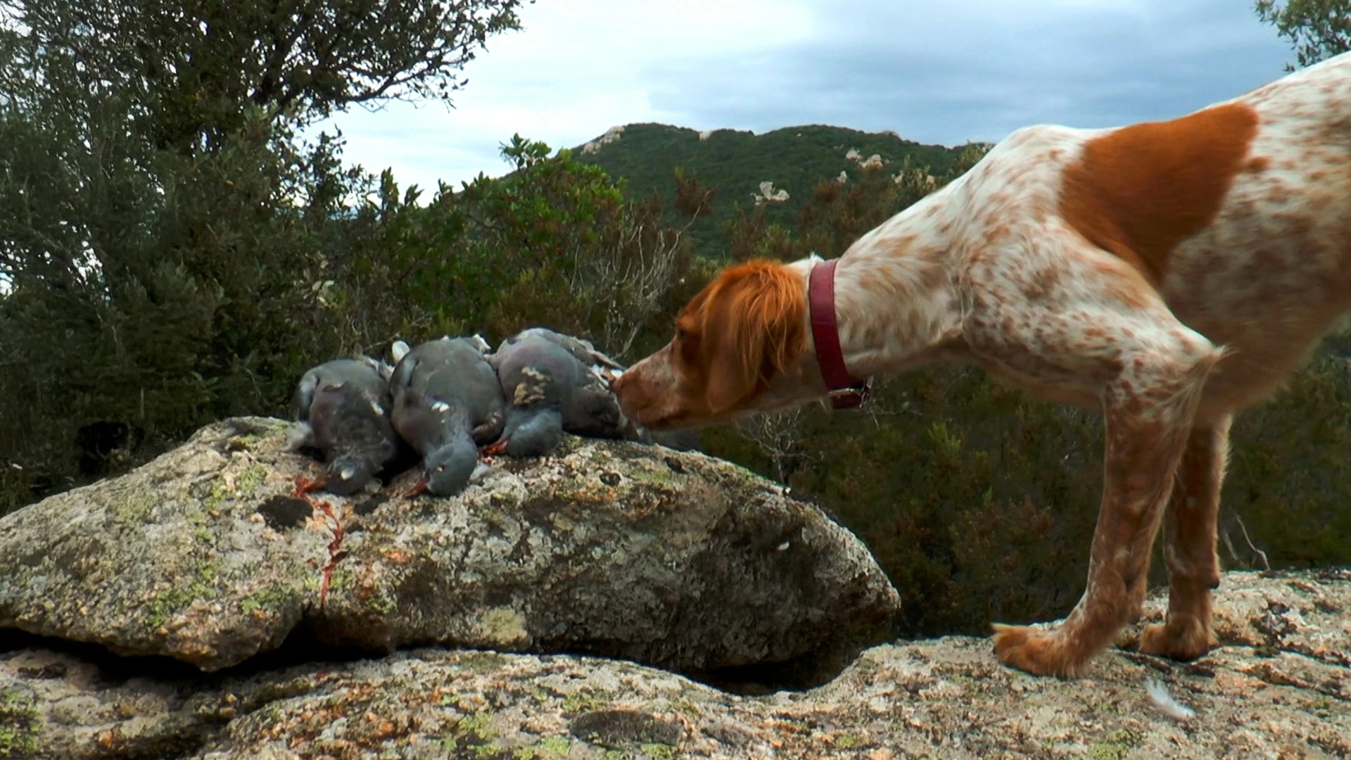 Chasse à la palombe au vol : la Corse