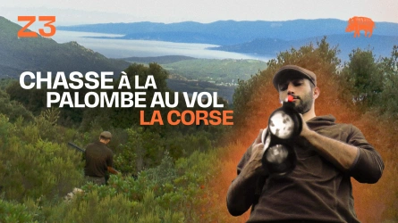 Chasse à la palombe au vol : la Corse