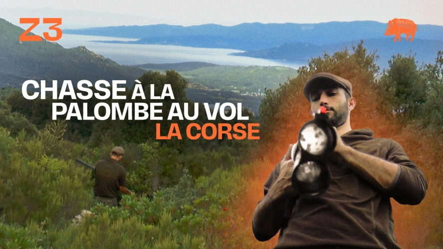 Chasse à la palombe au vol : la Corse