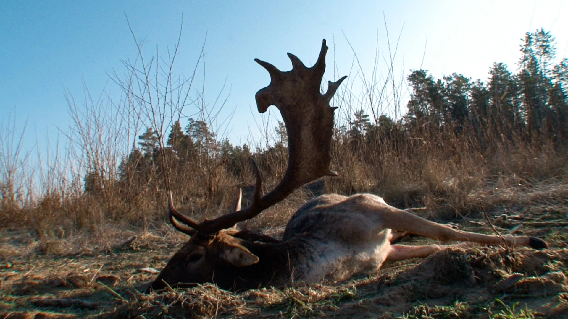 Chasse au daim et au chevrillard