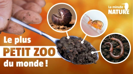 Un monde fabuleux sous nos pieds !