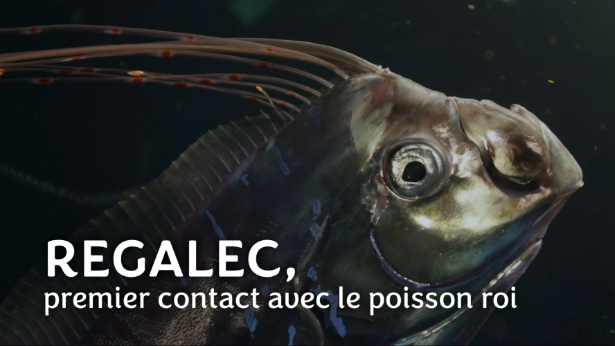 Régalec, premier contact avec le poisson roi