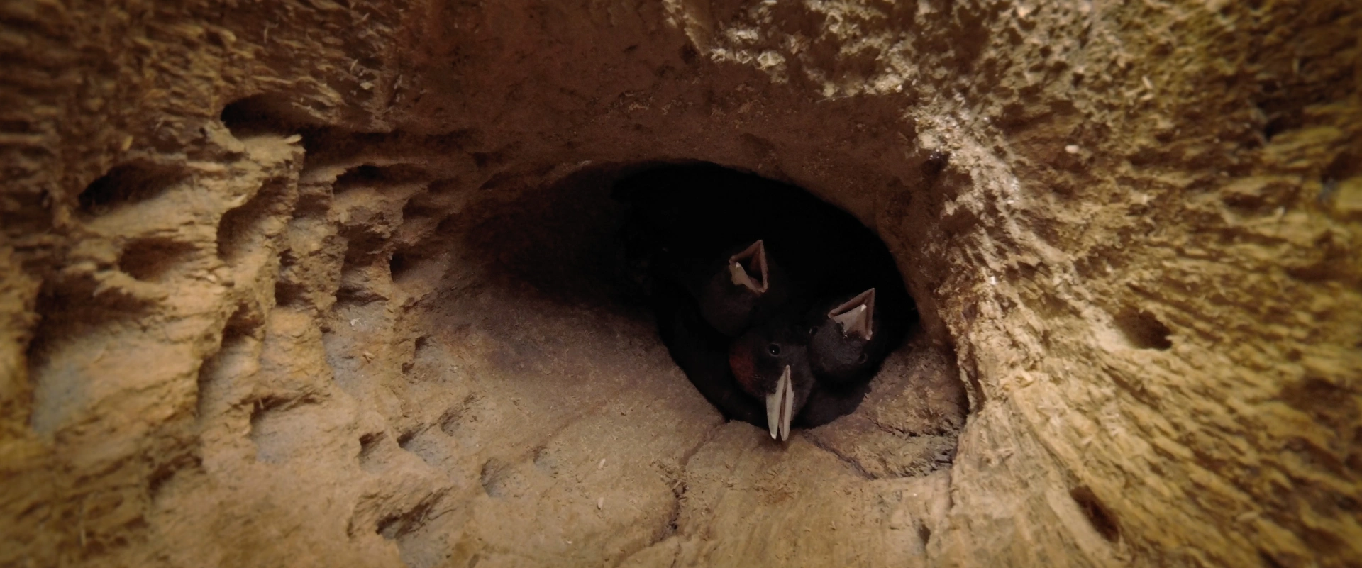 Dr Pic noir, urgence des bois