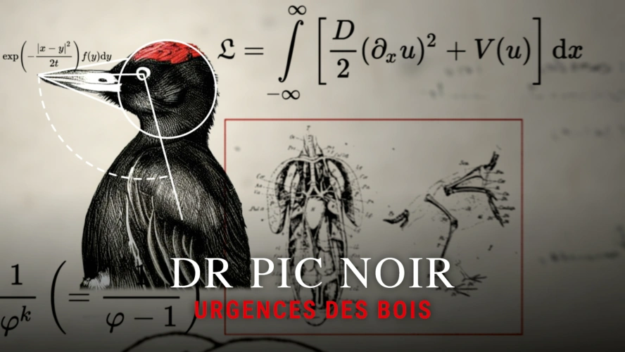 Dr Pic noir, urgence des bois