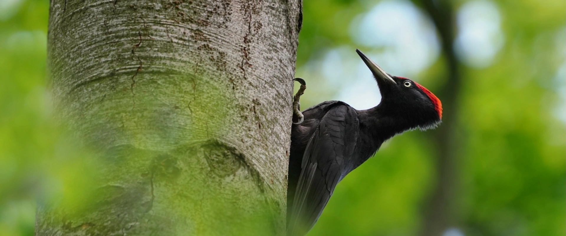 Tout sur le pic noir en 6 minutes