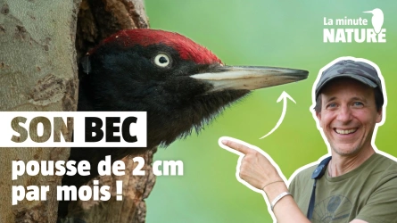 Tout sur le pic noir en 6 minutes