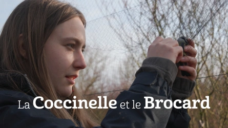 La coccinelle et le brocard
