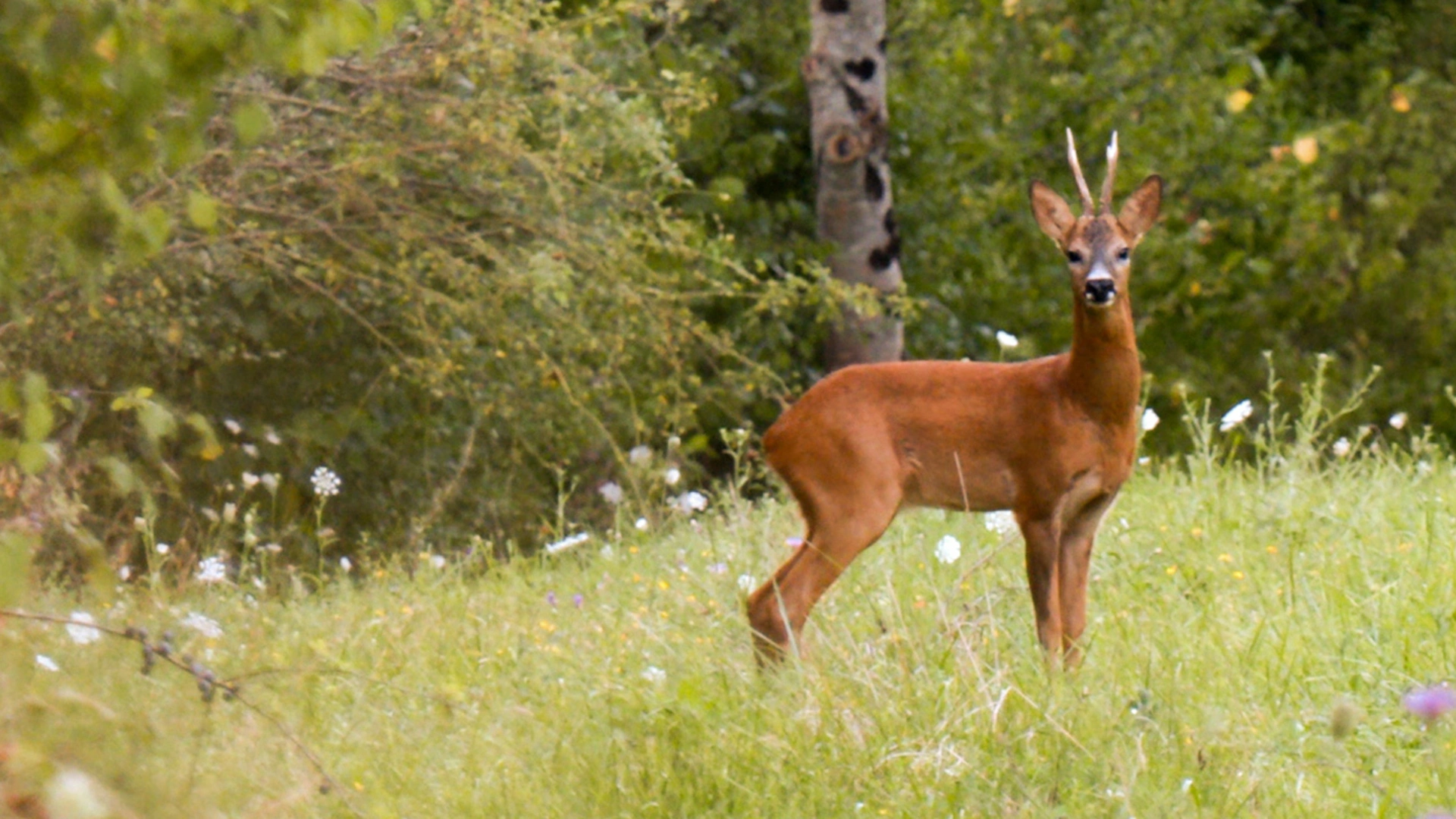 Approche aux brocards en Occitanie
