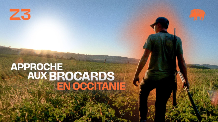 Approche aux brocards en Occitanie