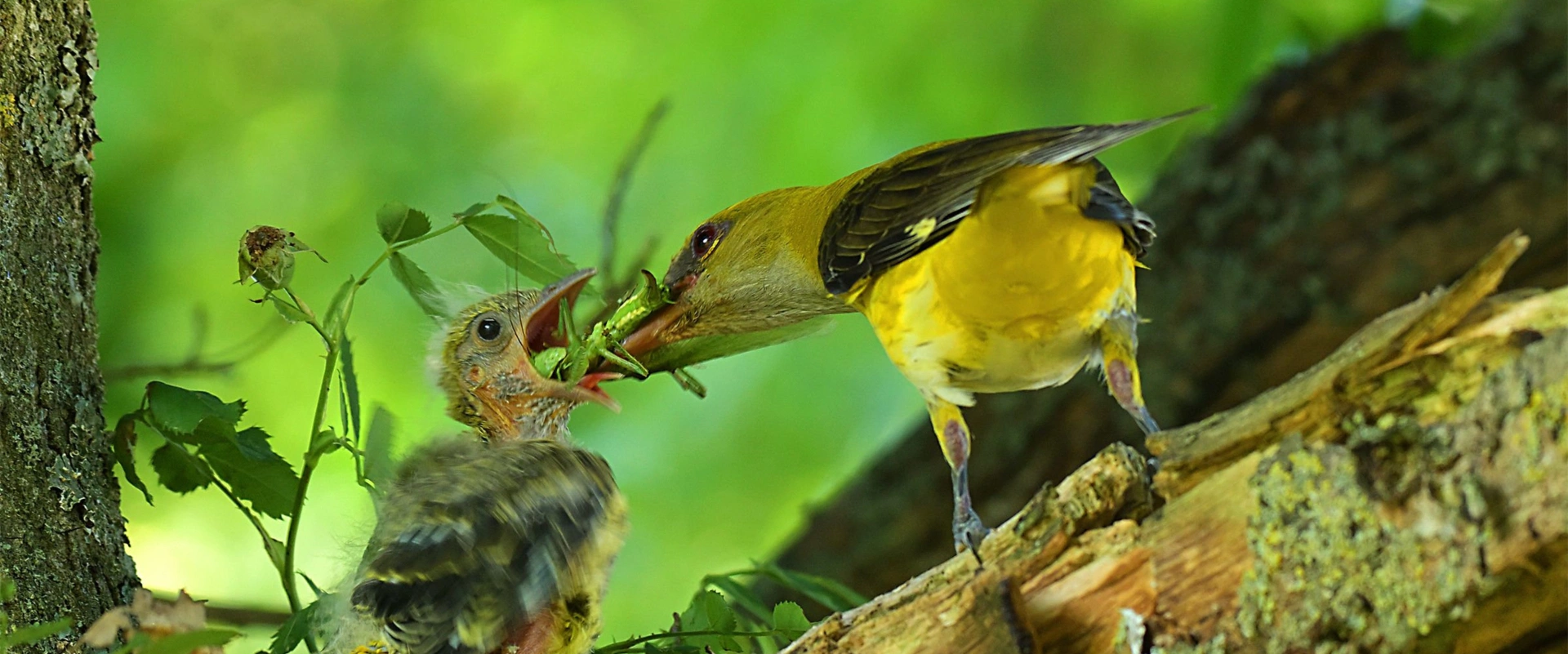 Qui a vu le loriot ?