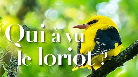 Qui a vu le loriot ?