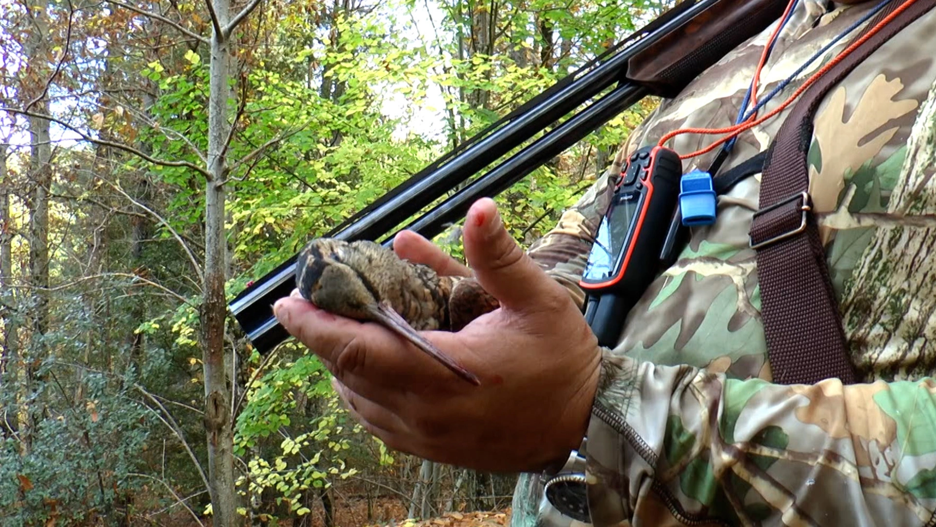 Bécasses de France : la Corse