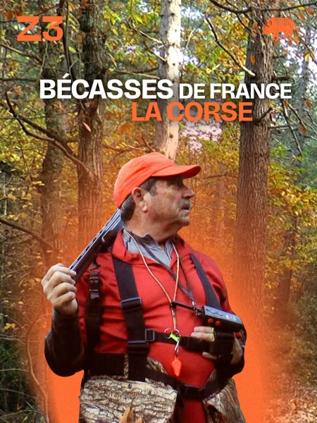 Bécasses de France : la Corse