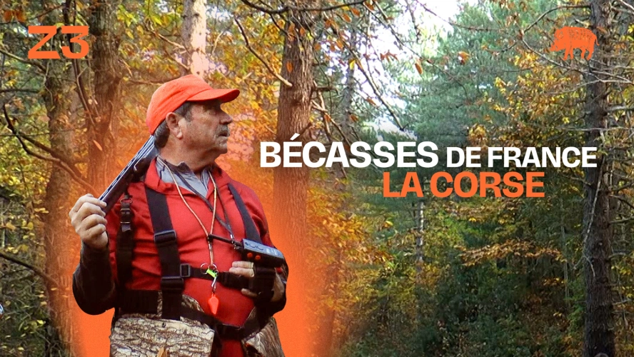 Bécasses de France : la Corse