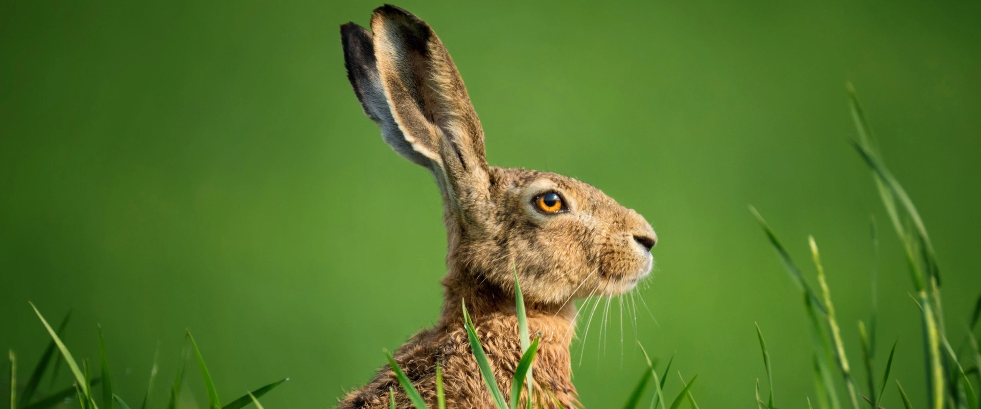 On suit le lièvre en pleine nuit !