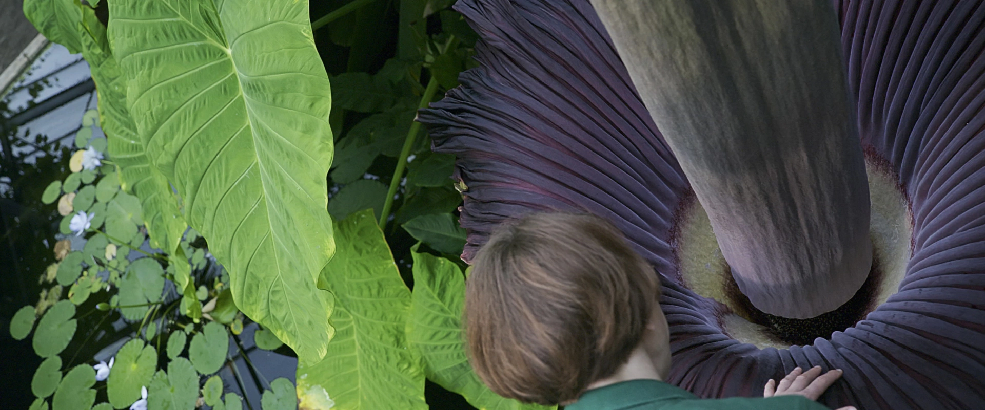 L'abominable secret des fleurs
