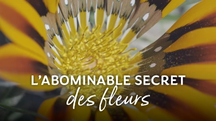 L'abominable secret des fleurs