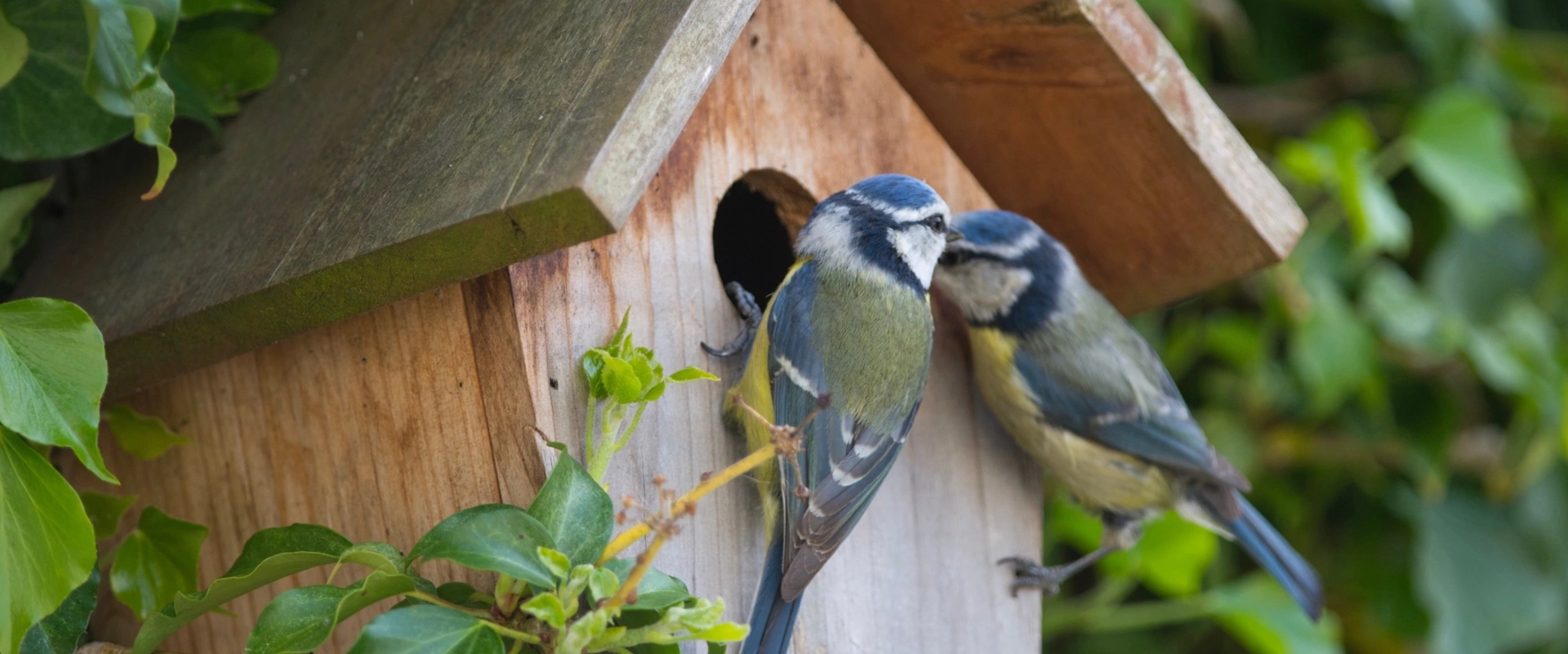 Construire des nichoirs pour oiseaux facilement !