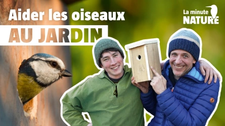 Construire des nichoirs pour oiseaux facilement !