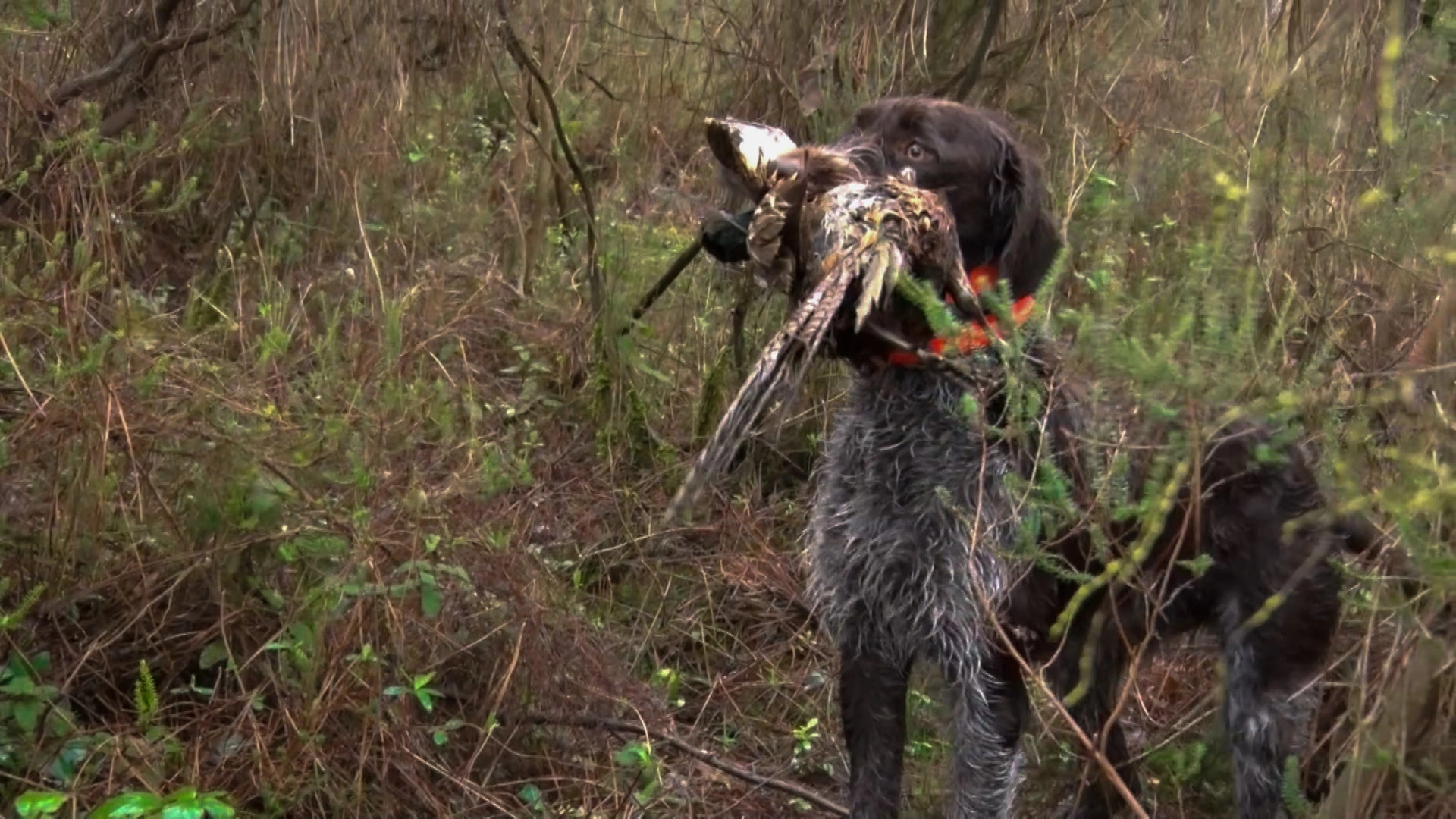 La plume et le jeune chien