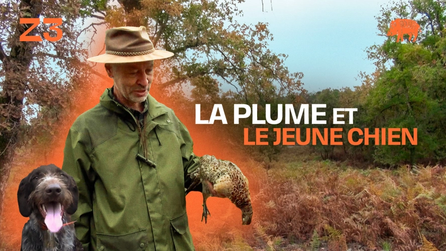 La plume et le jeune chien