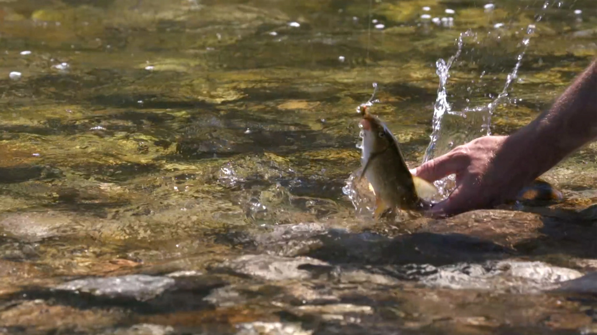 Pêche à la mouche en Ardèche