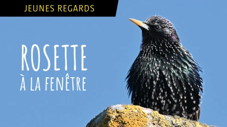 Rosette à la fenêtre