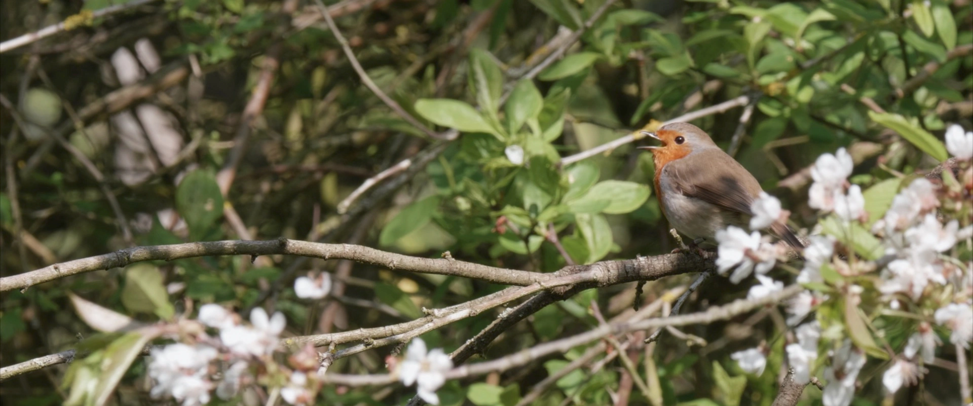 A l'écoute de la nature - Episode 1