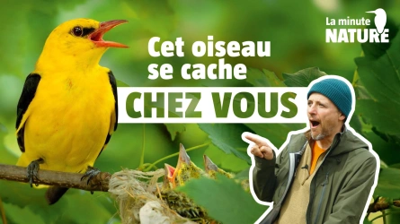 À 11 ans, il filme l'invisible loriot !