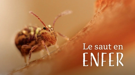 Le saut en enfer