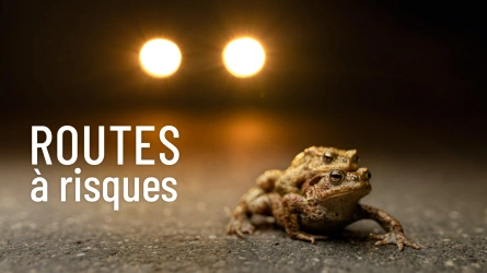 Routes à risques