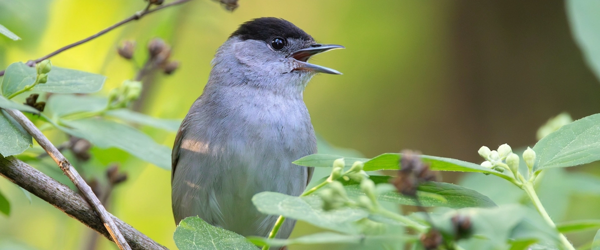Apprendre le chant des oiseaux (Rougegorge, Chardonneret, Hirondelle...)