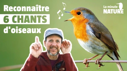 Apprendre le chant des oiseaux (Rougegorge, Chardonneret, Hirondelle...)