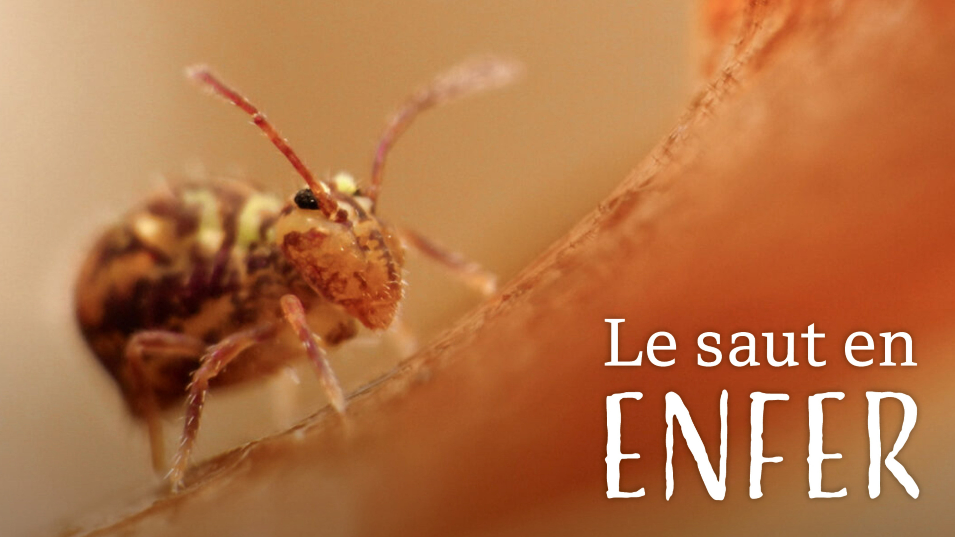 Le saut en enfer