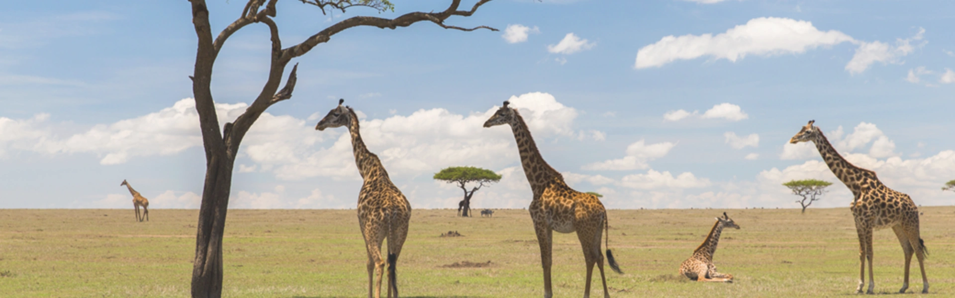 Quiz - Animaux de la Savane