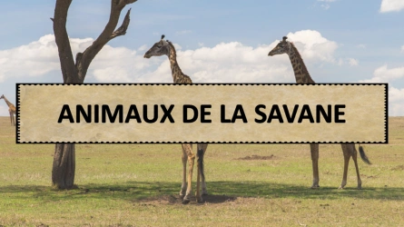 Quiz - Animaux de la Savane