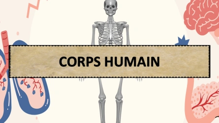 Quiz - Corps Humain