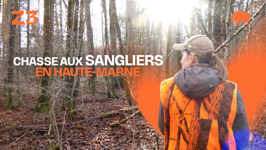 Chasse aux sangliers en Haute-Marne