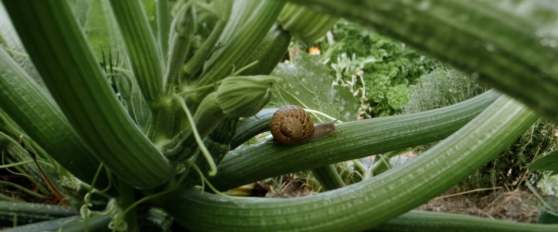 Le Petit Peuple du potager