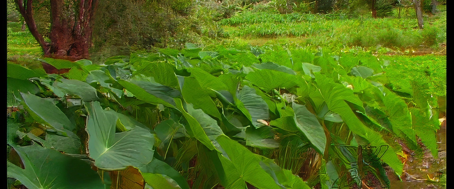 Les Australes - Agriculture (reo tahiti)