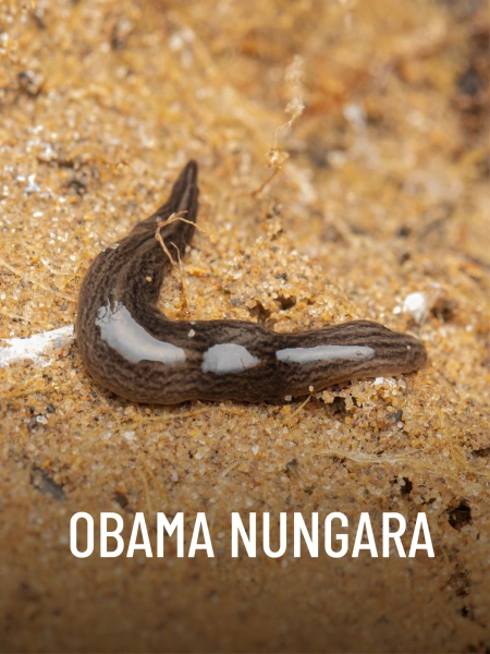 Obama Nungara