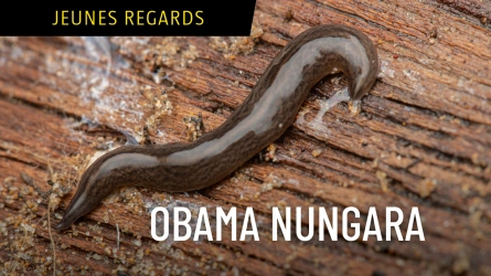 Obama Nungara