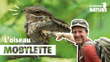 Une nuit pour trouver l’engoulevent