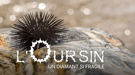 L'oursin, un diamant si fragile