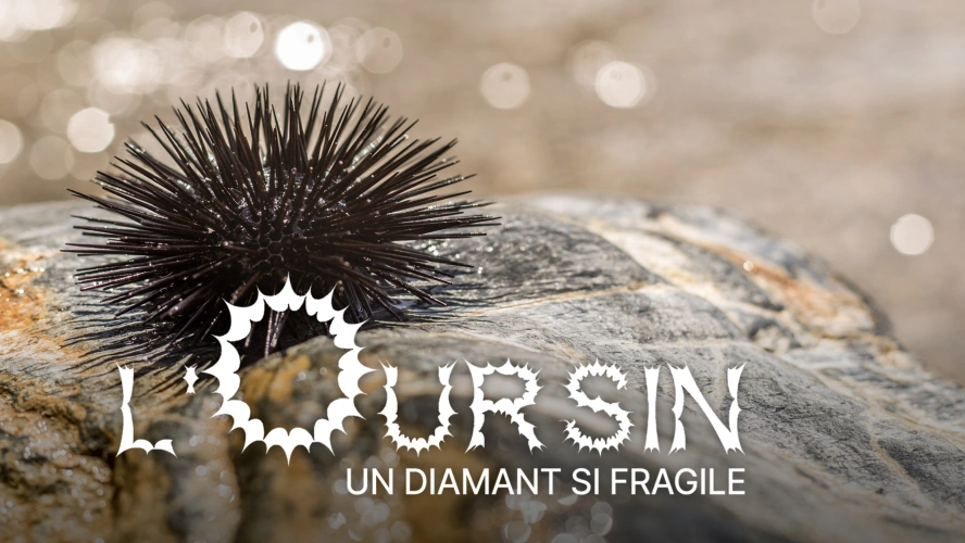 L'oursin, un diamant si fragile