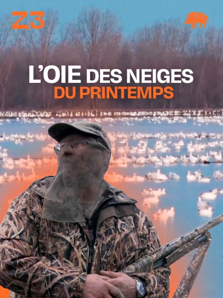 L'oie des neiges du printemps