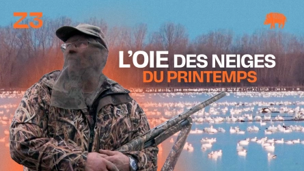 L'oie des neiges du printemps
