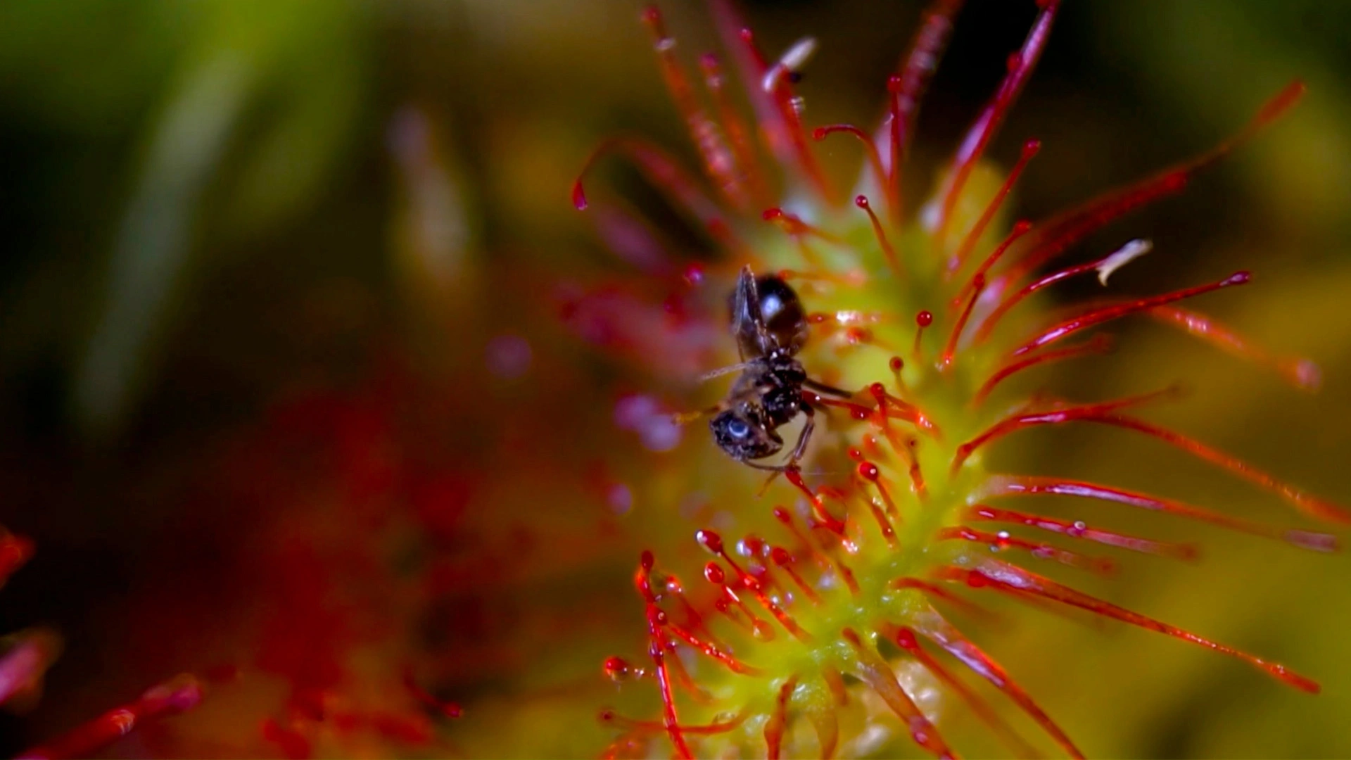 Biodiversité 30 ans après Tchernobyl
