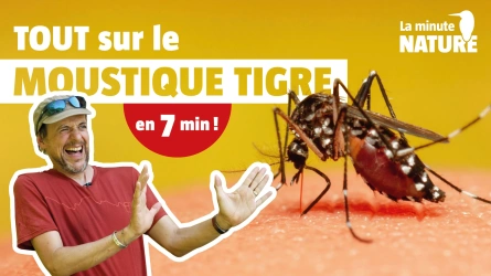 Stop au moustique tigre !