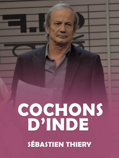 Cochons d'Inde